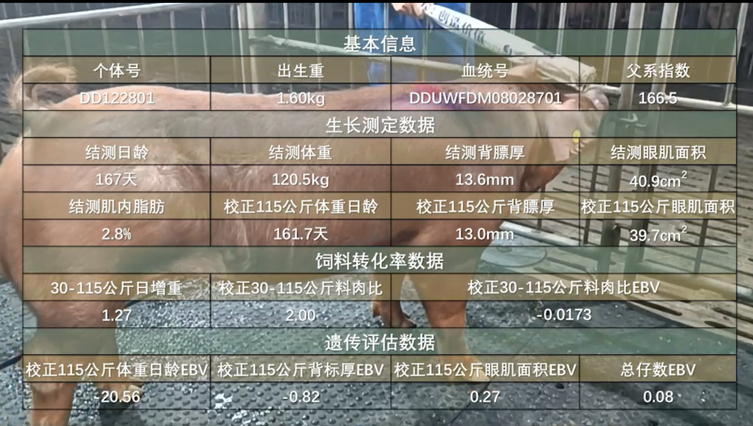 杜洛克公猪