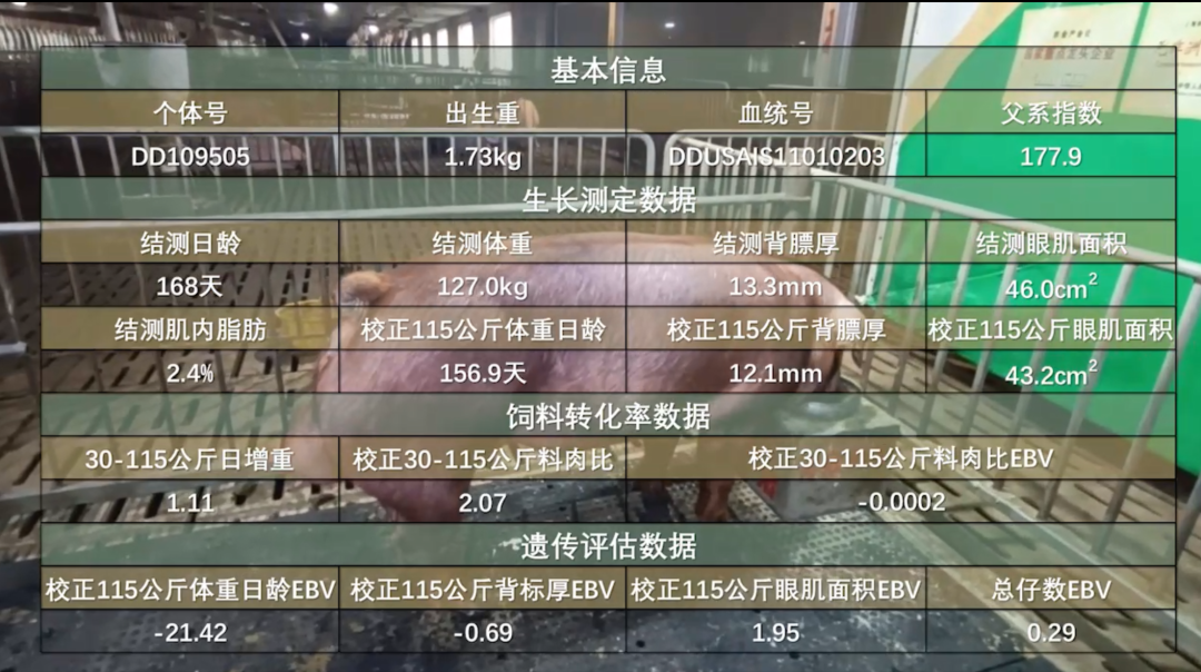 杜洛克公猪