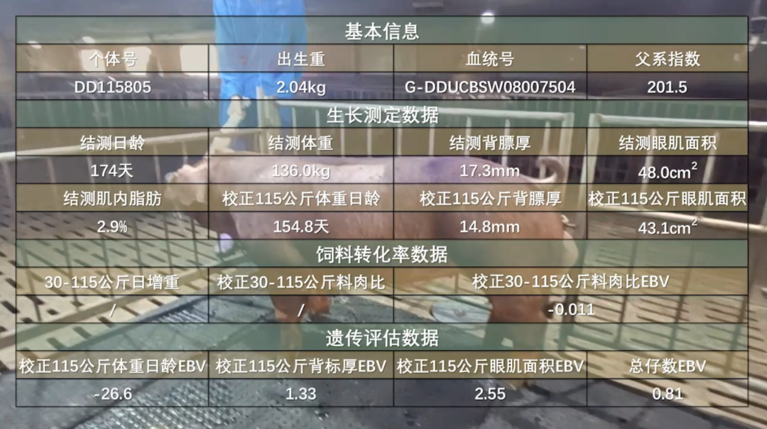 杜洛克公猪
