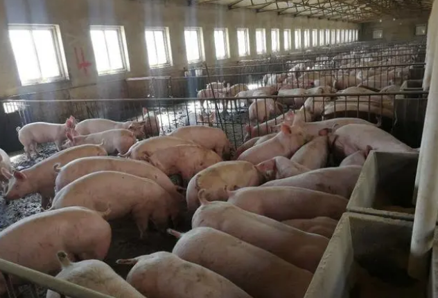 养猪场爆发了非洲猪瘟，重新开始养猪需要多长时间？