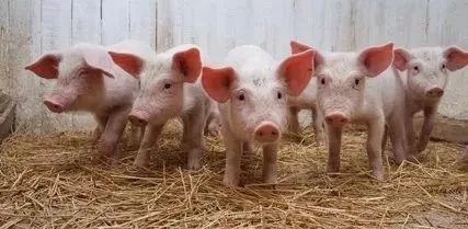 猪病防治大全，你知道几个？学会能救猪命！