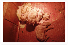 仔猪腹泻频发，防不胜防？如何尽快控制猪病毒性腹泻而不复发？