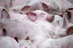 猪肺炎支原体侵入一阴性场的临床症状、暴发过程、调查方法、治疗和控制措施