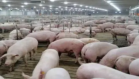 大型養豬企業營養設計、飼喂方式和育肥豬營養策略（上）