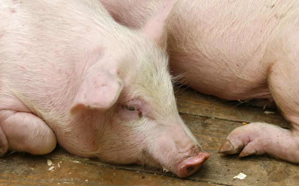 超实用！猪伪狂犬病导致仔猪腹泻的症状和控制策略