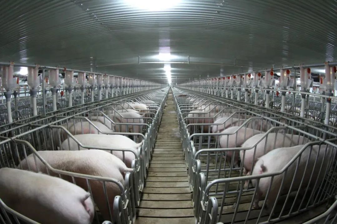 大型养猪企业营养设计、饲喂方式和育肥猪营养策略（下）