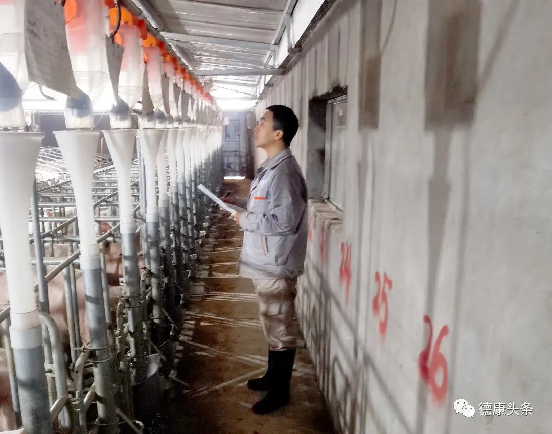 德康奋斗者丨从养猪小白到熟练掌握生产技能，如今他带出了优秀的养户！