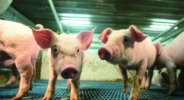 广州中心城区首次引入“高楼养猪”项目，首批生猪将于明年初“入住”大楼