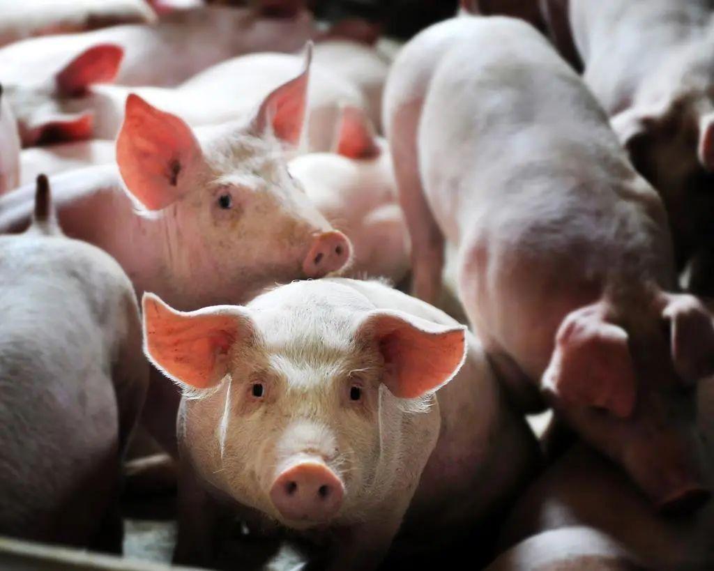 12月28日猪价涨势“喜人”！多地破9冲10，养殖户的猪留还是卖？