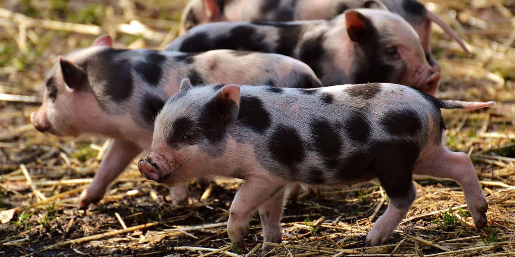 2022年12月28日全国各省市15公斤仔猪价格行情报价，连涨两天，仔猪均价涨至41.37元/公斤，仔猪价格涨价潮来了？