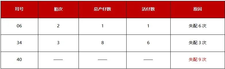 淘汰母猪