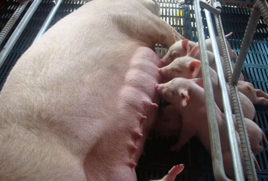 如何帮助母猪快速排出体内毒素，恢复健康状态？
