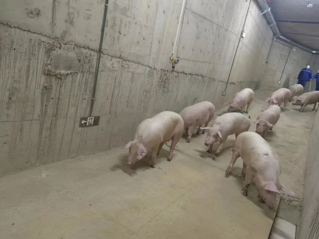 金猪在工作人员的引导下依次通过专用电梯、出猪通道到达出猪站