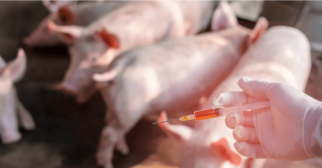氯前列醇鈉在豬場如何正確使用？