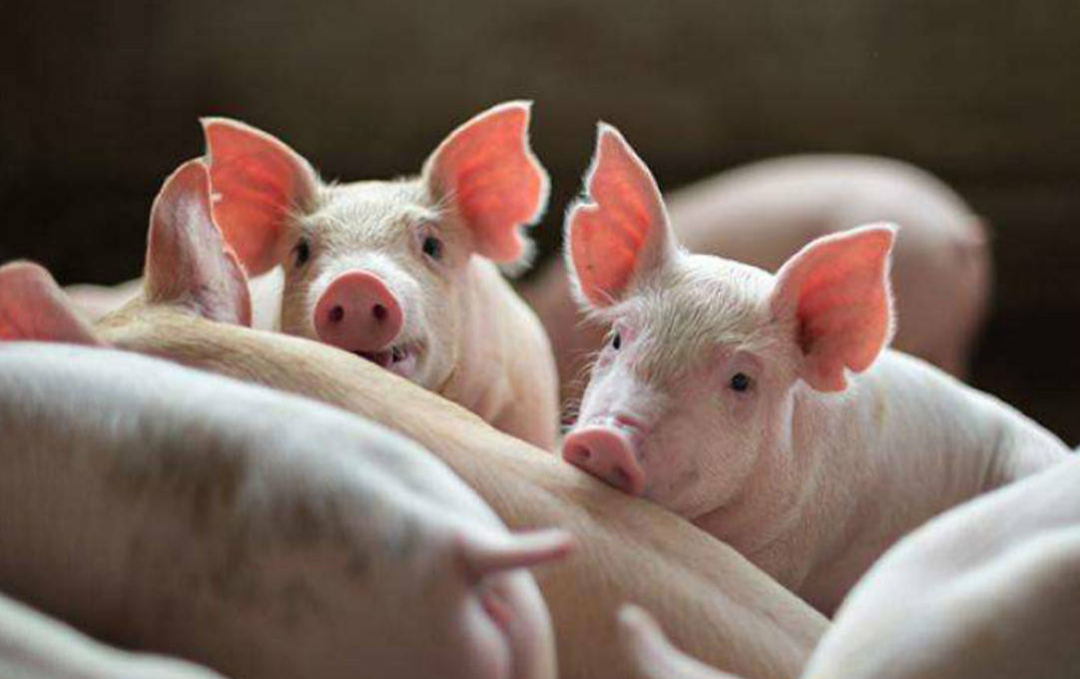 影响猪饲料适口性的因素及改善措施，养猪人快收藏！