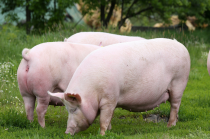 長壽的母豬在生產中停留的時間更長，生產的仔豬總數也更多