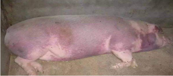 發病豬只體表出現紅紫色斑塊