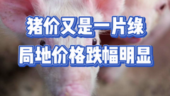 1月1日生猪价格：开门绿！南北市场齐下跌，猪价将一探到底？