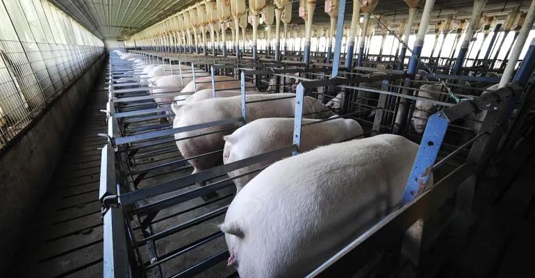 2023年01月01日全国各省市种猪价格报价表，猪价下行，养殖端亏损压力再次浮现，母猪年前不适合补栏了？