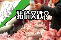 “逢節必跌”又被證實！今日豬價的下跌，是為了后續更好地上漲？