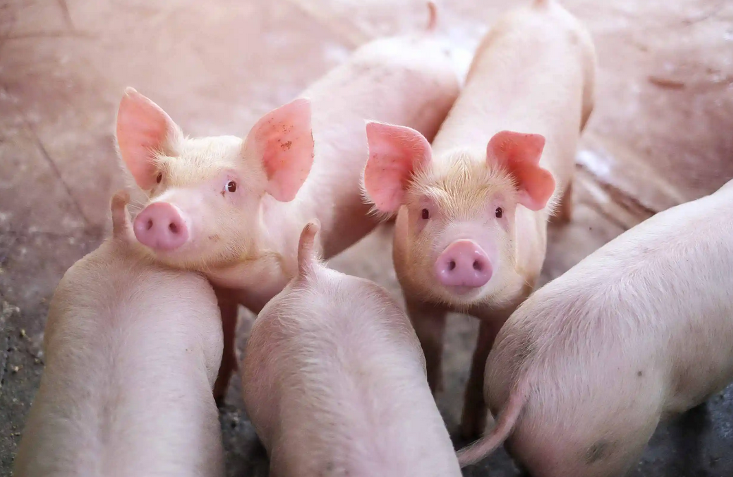 1月2日猪价猛跌！17大省市猪价跌到16元/公斤以下，后续很难涨