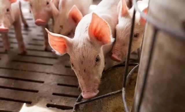 2023年01月03日全国各省市20公斤仔猪价格行情报价，市场供强需弱，猪价有进一步探底的预期，现在外购仔猪合适吗？