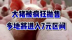 1月3日生猪价格：继续下行！市场认卖居多，年前猪价会有起色吗？