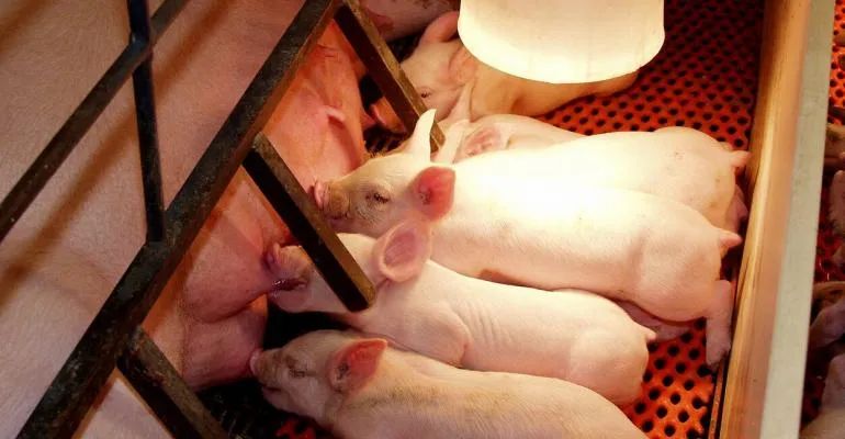 研究結果分享：保溫燈對仔豬位置對斷奶前死亡的影響