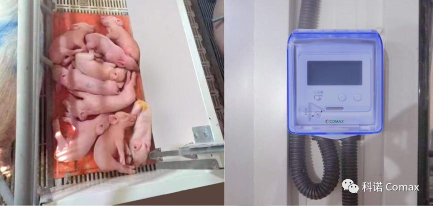 科诺电热板在分娩舍的应用和温控器应用图