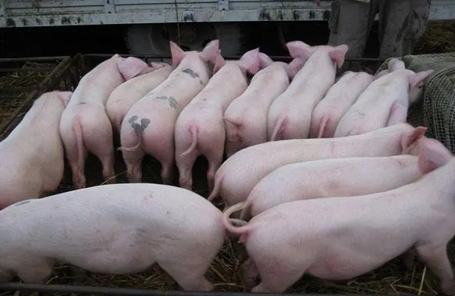 2023年01月04日全国各省市20公斤仔猪价格行情报价，猪价或将跌破15元/公斤，仔猪价格也要跟跌吗？