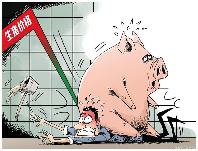 生猪价格下跌