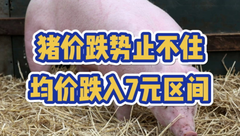 1月4日生猪价格：继续大幅下跌，多地暴跌1.5元/公斤！还能反弹吗？