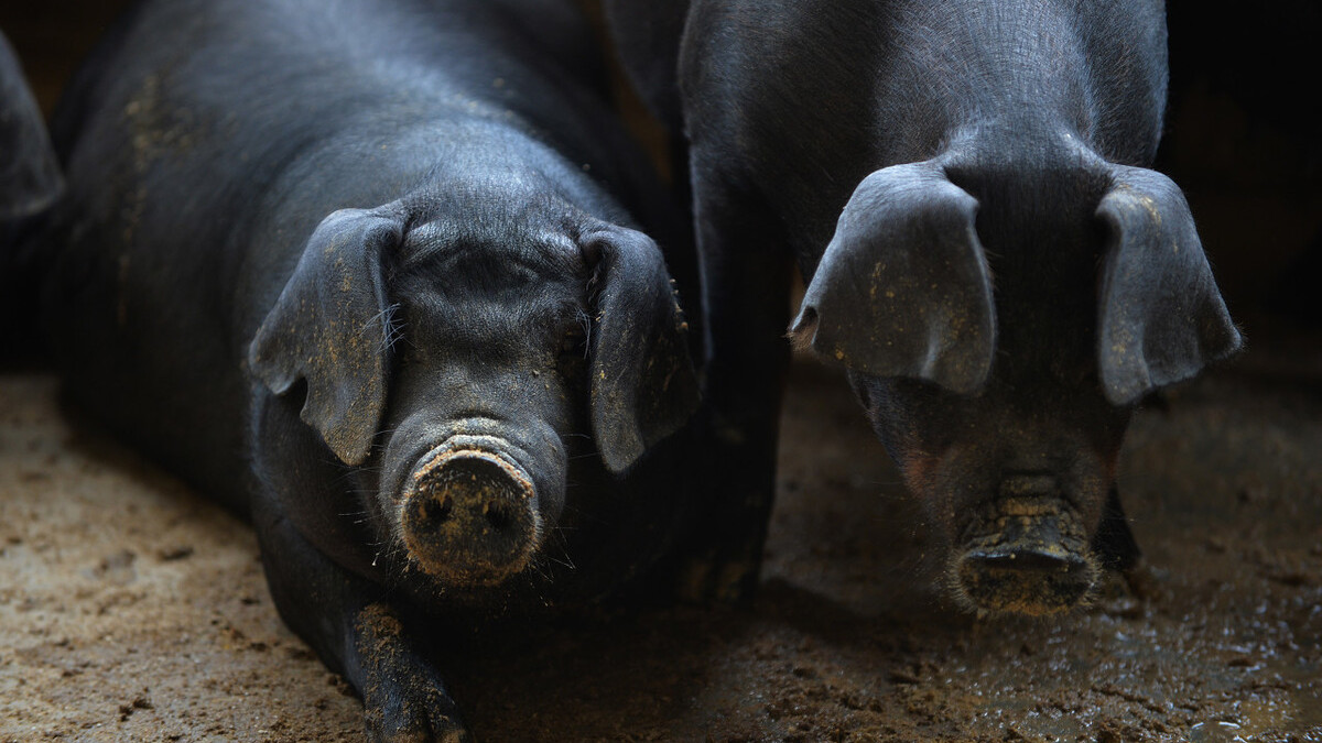 正常的胃肠道微生物菌群对猪的营养健康、防病能力以及免疫能力有何影响？