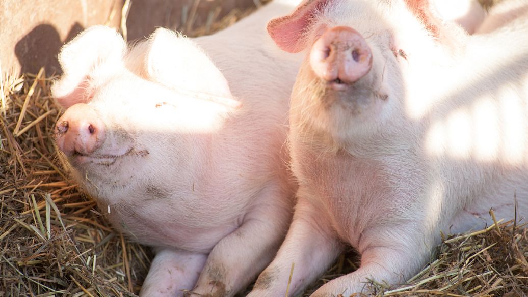 猪的呼吸防御系统由哪些细胞组成？他们如何相互组织和沟通？