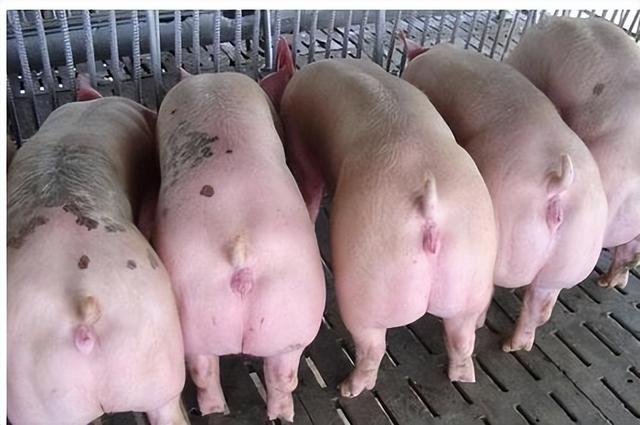 新手养猪必看！散养猪品种有哪些，什么品种比较好养？