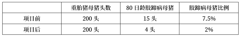方案实施后配怀肢蹄病母猪配怀舍