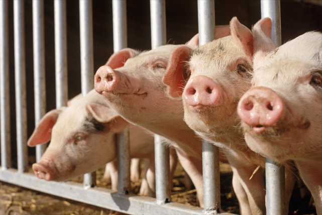 天邦食品2022年销售商品猪442.15万头，12月销售48.38万头