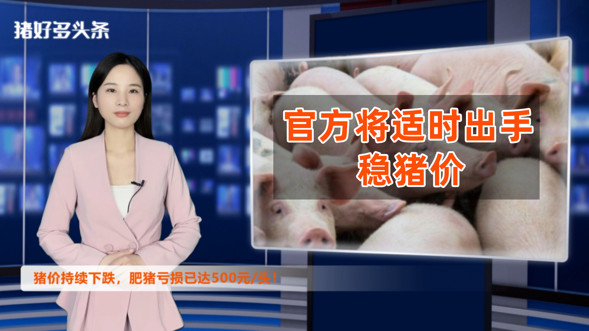 豬價持續下跌，肥豬虧損已達500元/頭！官方出手穩價保供