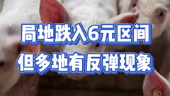 1月6日生猪价格：整体仍在下跌，但养殖户扛价情绪浓，多地猪价出现反弹！