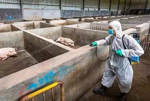 豬場生物安全怎么做？生物安全的目標是阻止畜群接觸病原體