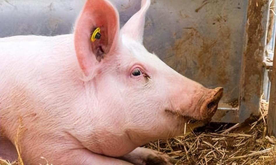 1月6日豬價開年“爆冷”！不漲反跌，養殖戶或將持續虧本？