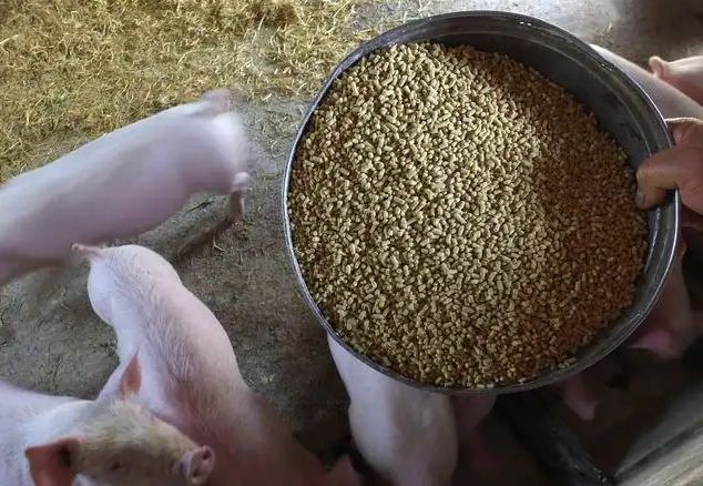 12月份第3周生豬產品、豆粕價格下跌，玉米、育肥豬配合飼料價格持平