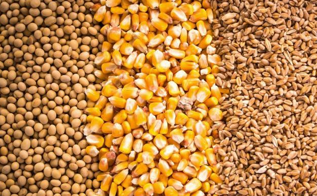 拍卖底价提高，小麦稳了，玉米走势如何？粮食市场还会有变化吗？