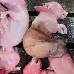 怀孕中后期流产
