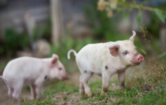生豬價格陡然“生變”，豬價要蓄勢上漲嗎？