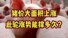 1月7日生猪价格：连跌9天终于止跌转涨！能涨回8元/斤吗？