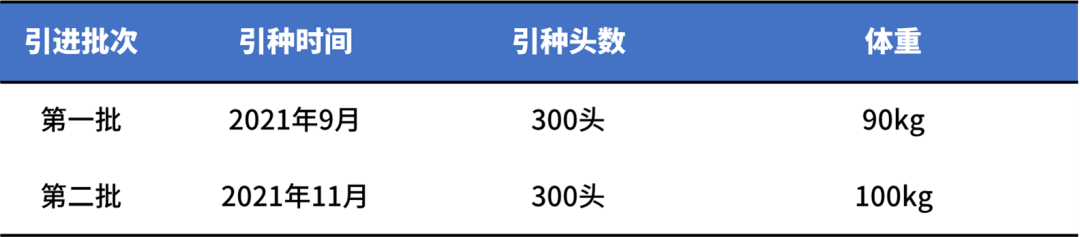 后备猪引种情况