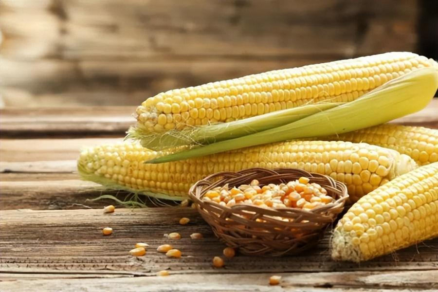 玉米豆粕减量替代推行！新饲料能满足营养吗？播恩带来重大革新
