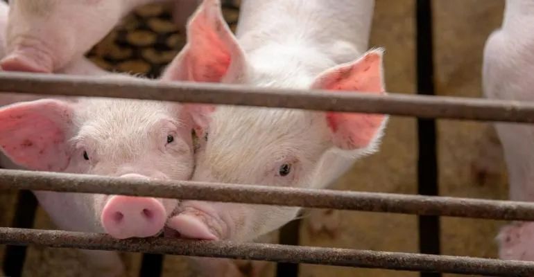 你充分了解豬群健康狀況嗎？決定凈化某種豬病之前需要考慮的
