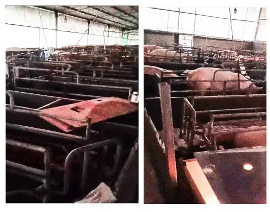 猪舍简陋，白天舍内温度不足20度